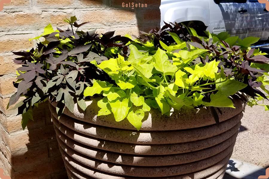 ۶ گیاهی که از خریدشان پشیمان میشوید