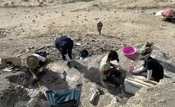 ماهیهای ۶۰ میلیون ساله در دل صحرای مصر! | عکس