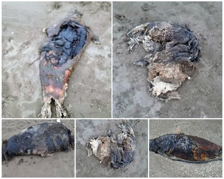 ببینید؛ کشف لاشههای جدید فوک خزری در سواحل مازندران | تعداد لاشهها به ۱۷ قلاده رسید + عکس