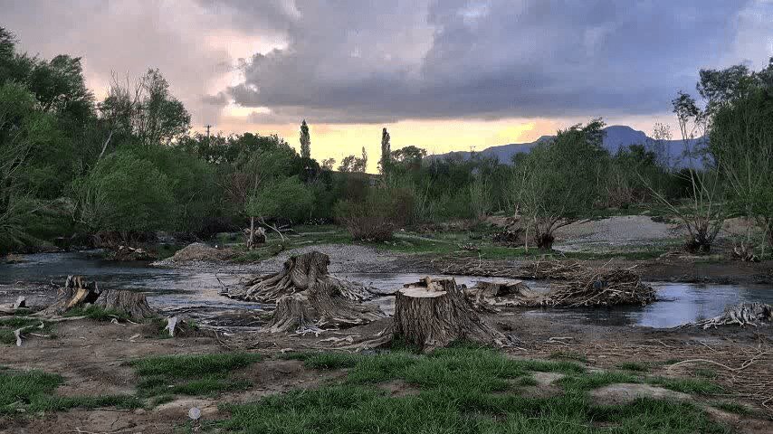 قطع شبانه درختان یک روستای گردشگری در شازند | پیگرد قانونی ب