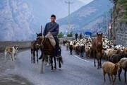 گوسفندان جاده چالوس را بستند؛ بسته شدن ۲۴ ساعته محور کرج–چالوس | تصاویر