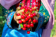 سفری تصویری به جشن برداشت میوههای تابستانی در گوشه و کنار ایران