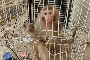 ماجرای میمون فراری، آتش‌نشانی و یک پرسش مهم: چرا محیط زیست را خبر نکردند؟ | فرمانده یگان حفاظت گیلان: میمون باید تحویل محیط زیست می‌شد