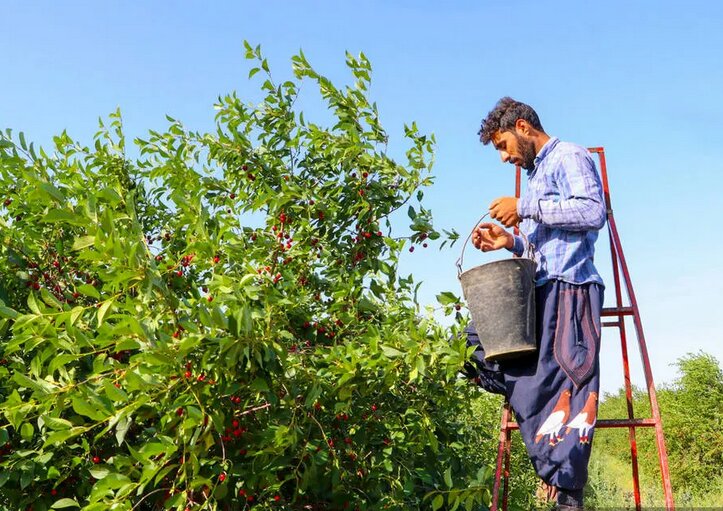 سفری تصویری به جشن برداشت میوه‌های تابستانی در گوشه و کنار ایران