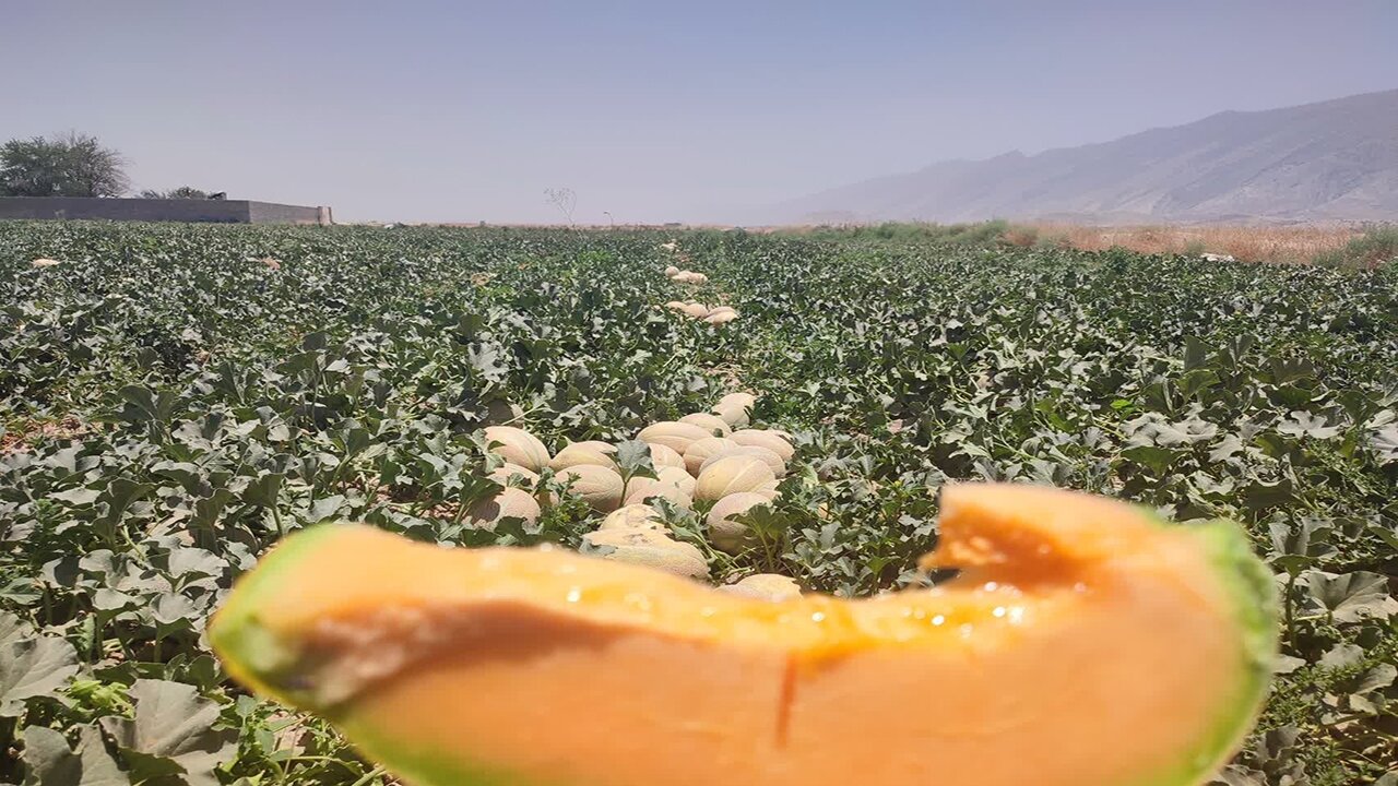 سفری تصویری به جشن برداشت میوه‌های تابستانی در گوشه و کنار ایران