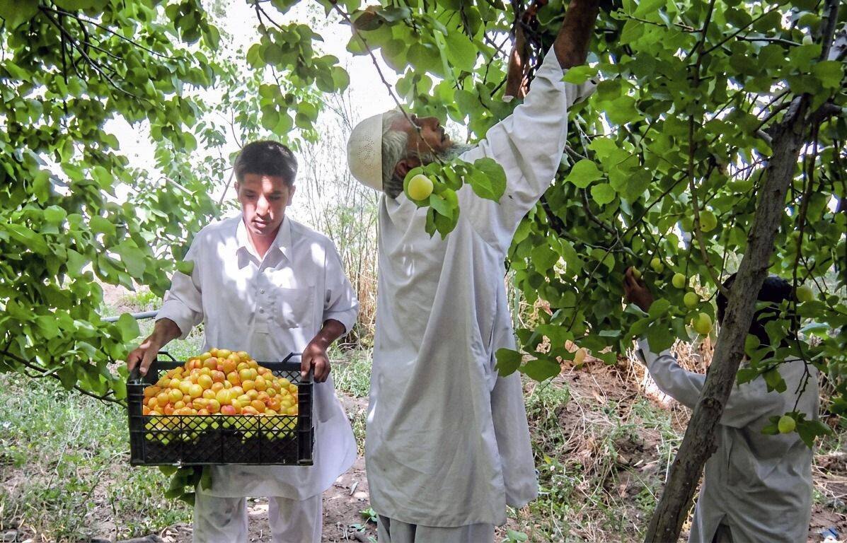 سفری تصویری به جشن برداشت میوههای تابستانی در گوشه و کنار ایران