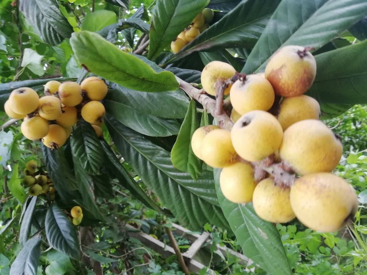 سفری تصویری به جشن برداشت میوههای تابستانی در گوشه و کنار ایران
