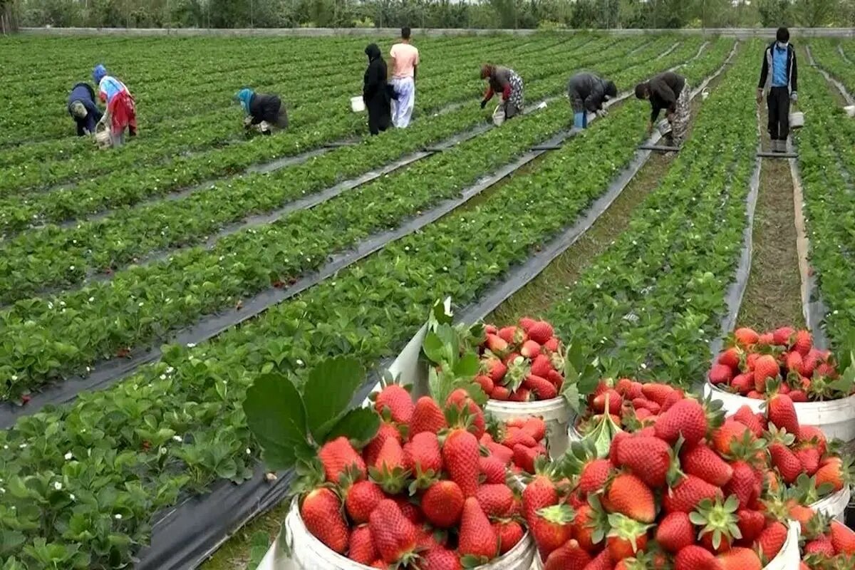 سفری تصویری به جشن برداشت میوه‌های تابستانی در گوشه و کنار ایران