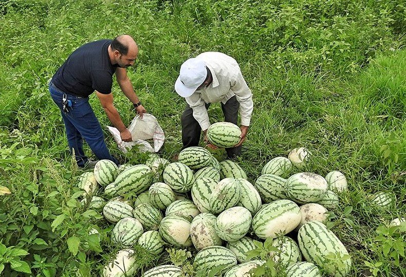 سفری تصویری به جشن برداشت میوه‌های تابستانی در گوشه و کنار ایران