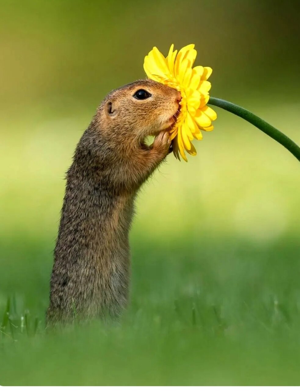 لحظه‌ای باورنکردنی؛ سنجاب کنجکاو در حال بوییدن گل داوودی + تصاویر