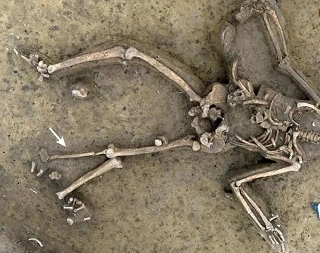 اسکلت