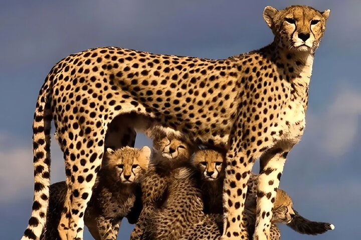 هلیا دوباره دیده شد | ۲ توله‌ یوزپلنگ‌های گمشده پیدا شدند؟