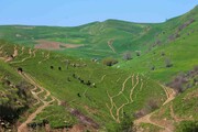اینجا دو بهار دارد +تصاویر | سرسبزتر از سوئیس در شمال‌غرب ایران؛ ببینید