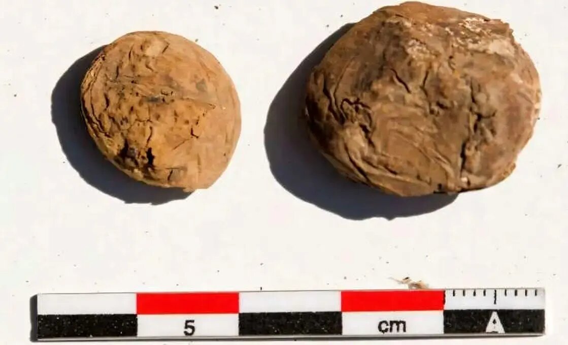 سیب‌زمینی سنتی