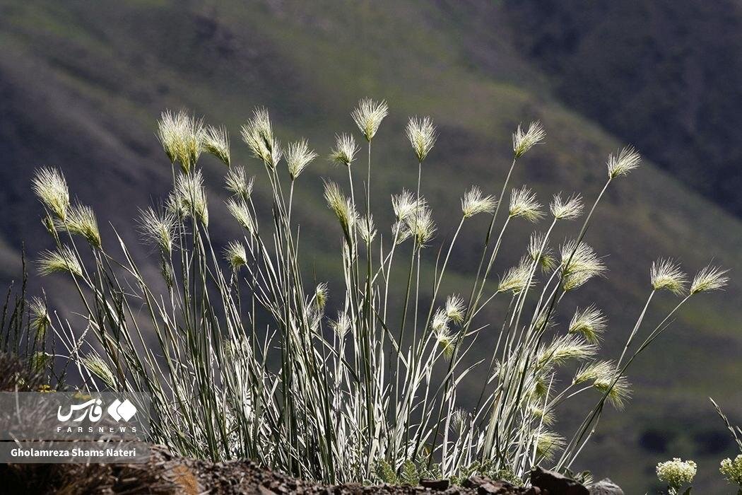 طراوت بی‌نظیر طبیعت در مسیر یوش - بلده؛ بهشت پنهان البرز را ببینید | تصاویر