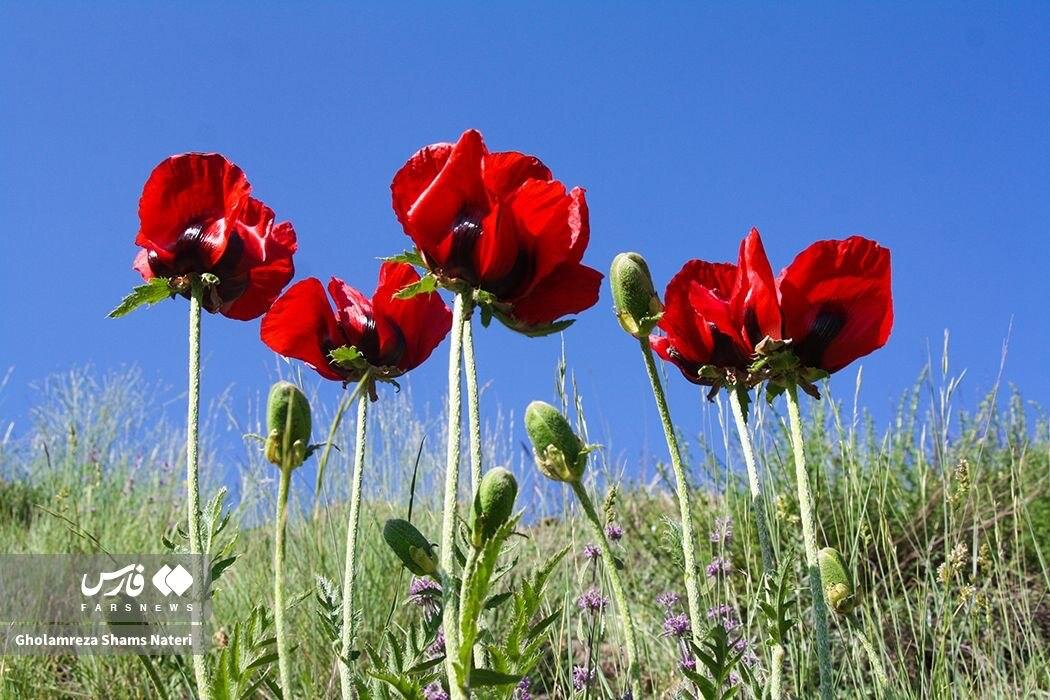 طراوت بی‌نظیر طبیعت در مسیر یوش - بلده؛ بهشت پنهان البرز را ببینید | تصاویر
