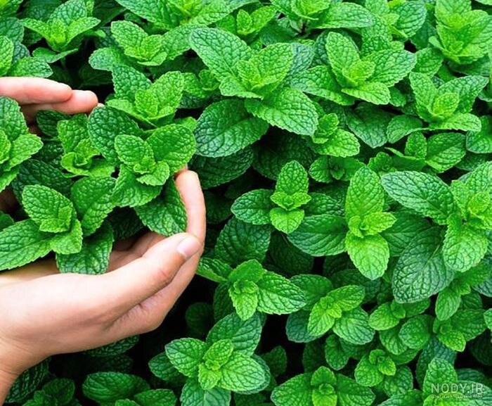 نوشیدنی معجزه‌آسایی که از معده تا مغز را آرام می‌کند + روش تهیه چای نعناع فلفلی