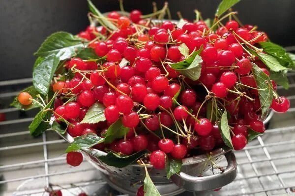 میانوعده های ساده با آلبالو ، یاقوت سرخ تابستان