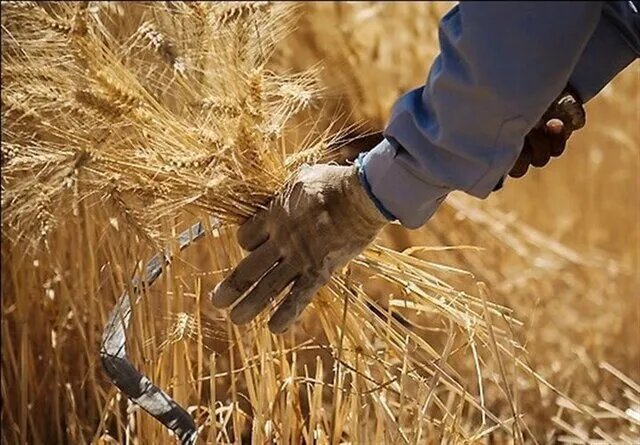 واریز ۳۰.۸ همت از مطالبات گندمکاران به حساب آنان
