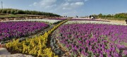 افتتاح باغ گل‌ها همزمان با جشنواره گل‌های داوودی در مهرماه