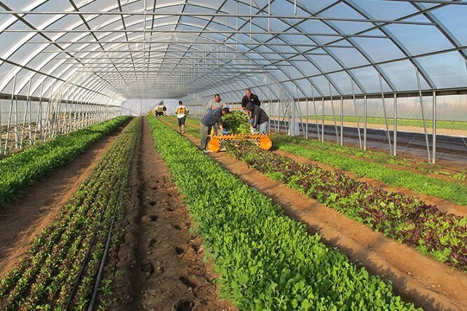 بزرگترین شهرک گلخانهای کشور در اردبیل شکل گرفت