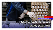 وام با بهره بالا، تولید را زمین‌گیر کرد؛ گلایه مرغداران از بانک‌ها