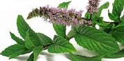 این کرم گیاهی می‌تواند علائم اگزما را کاهش دهد