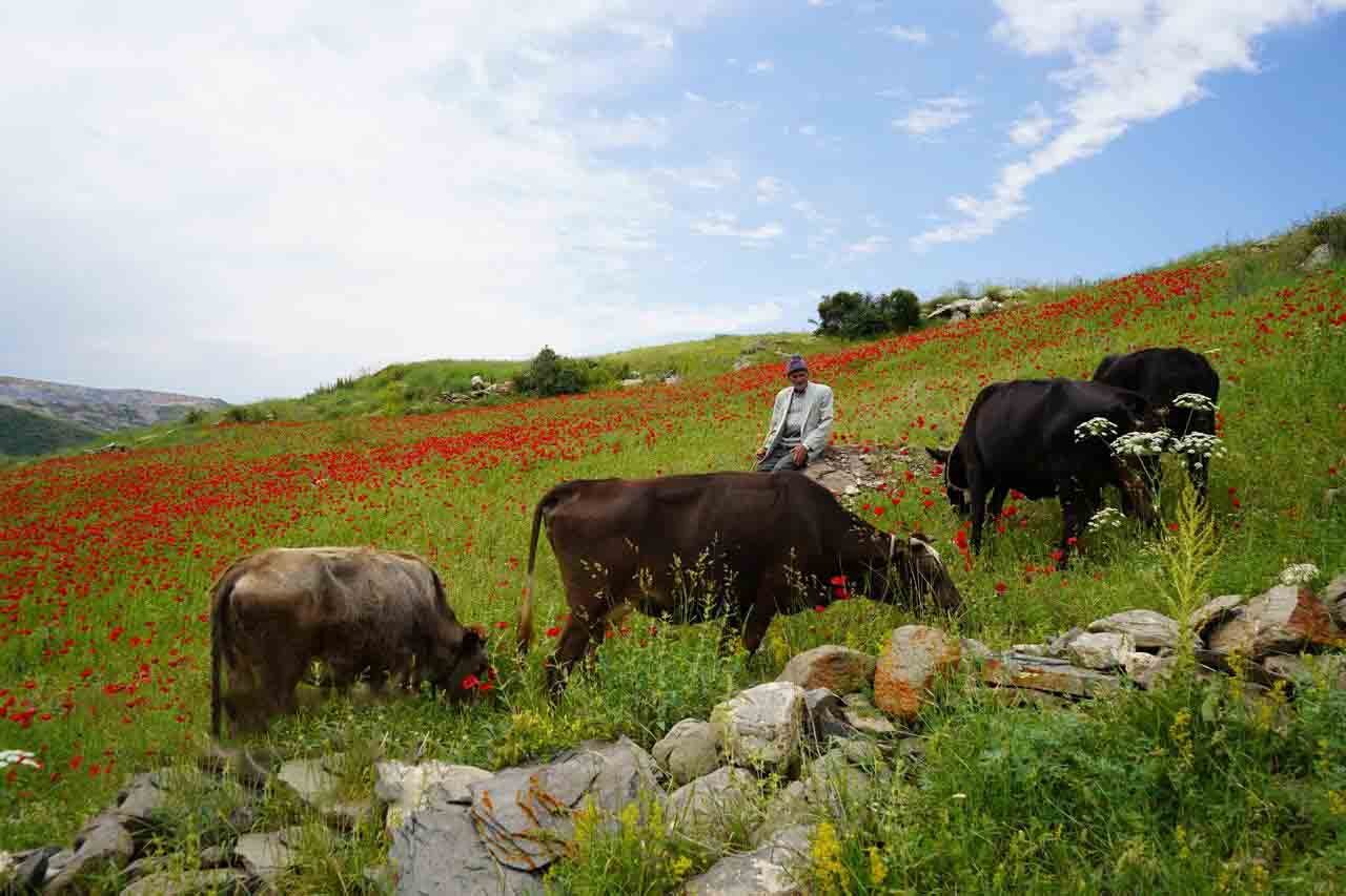 بهشت پنهان ارسباران؛ فرش سرخی که طبیعت برای آذربایجان پهن کرد! تصاویر