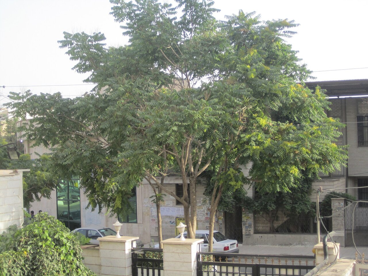 درخت عرعر - گونه مهاجم