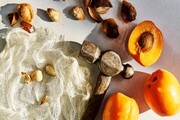 قبل از خوردن هسته زردآلو  این مطلب را بخوانید