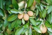 برداشت محصول در شرایط جنگی و چند خبر خوب دیگر...