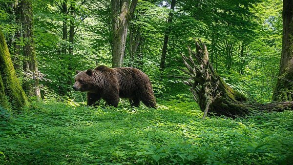 حضور ۳ قلاده خرس قهوه‌ای در لنگرود | ویدئو