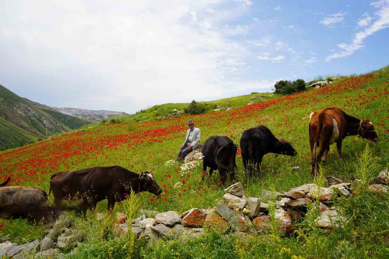 زندگی در آغوش مه؛ نگاهی به سبک زندگی ییلاق‌نشینان | تصاویر