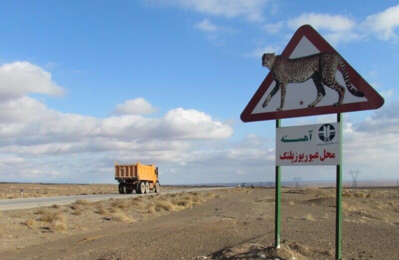 حق عبور در این جاده ها با حیات وحش است | از درّاج و آهو تا یوزپلنگ و میش مرغ