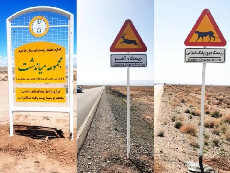 حق عبور در این جاده ها با حیات وحش است | از درّاج و آهو تا یوزپلنگ و میش مرغ