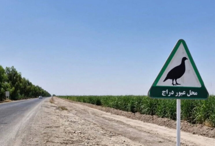 حق عبور در این جاده ها با حیات ‌وحش است | از درّاج و آهو تا یوزپلنگ و میش مرغ