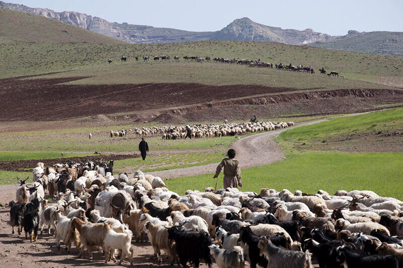 زندگی روی خط کوچ