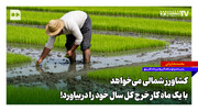 کشاورز شمالی می‌خواهد با یک ماه کار خرج کل سال خود را دربیاورد