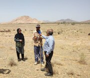 چوپانی که سهم مرتع را پس می‌دهد | گله ‌دار بردسکنی ۲۰ سال است در مسیر چرای گله بذر می‌ پاشد + فیلم چوپان‌ خوانی