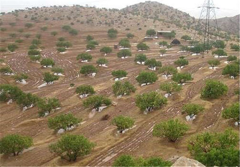 آسفالت مسیر باغهای انجیر ایج با مشارکت کشاورزان