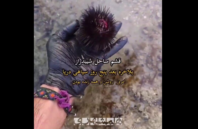 تصاویری از آبزیان قشم پس از ۵ روز آلودگی نفتی | ویدئو