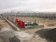ضرر میلیاردی در کمین سرمایه‌گذاران گلخانه؛ راهکار چیست؟