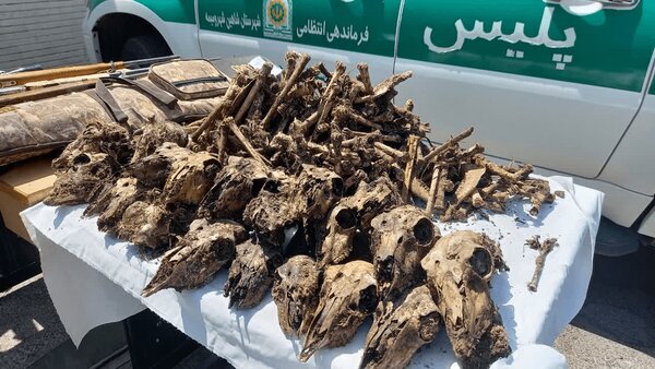 کشف ۴۱ جمجمه آهو در اصفهان + عکس