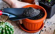 روش کاشت تربچه در گلدان؛ چه کار کنیم تربچه‌ها درشت و خوشرنگ شوند؟