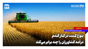تنوع کشت در کنار گندم، درآمد کشاورزان را چند برابر می‌کند