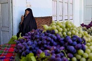تاک و تاکستان و تاک‌نشان+ تصاویر |  اینجا بهشت انگور است
