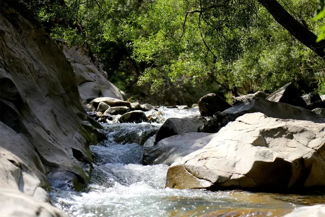چال ماهی