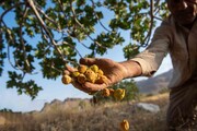 طلای شیرینی که روی درخت خشک می‌شود و جهان خریدار آن است | تصاویر
