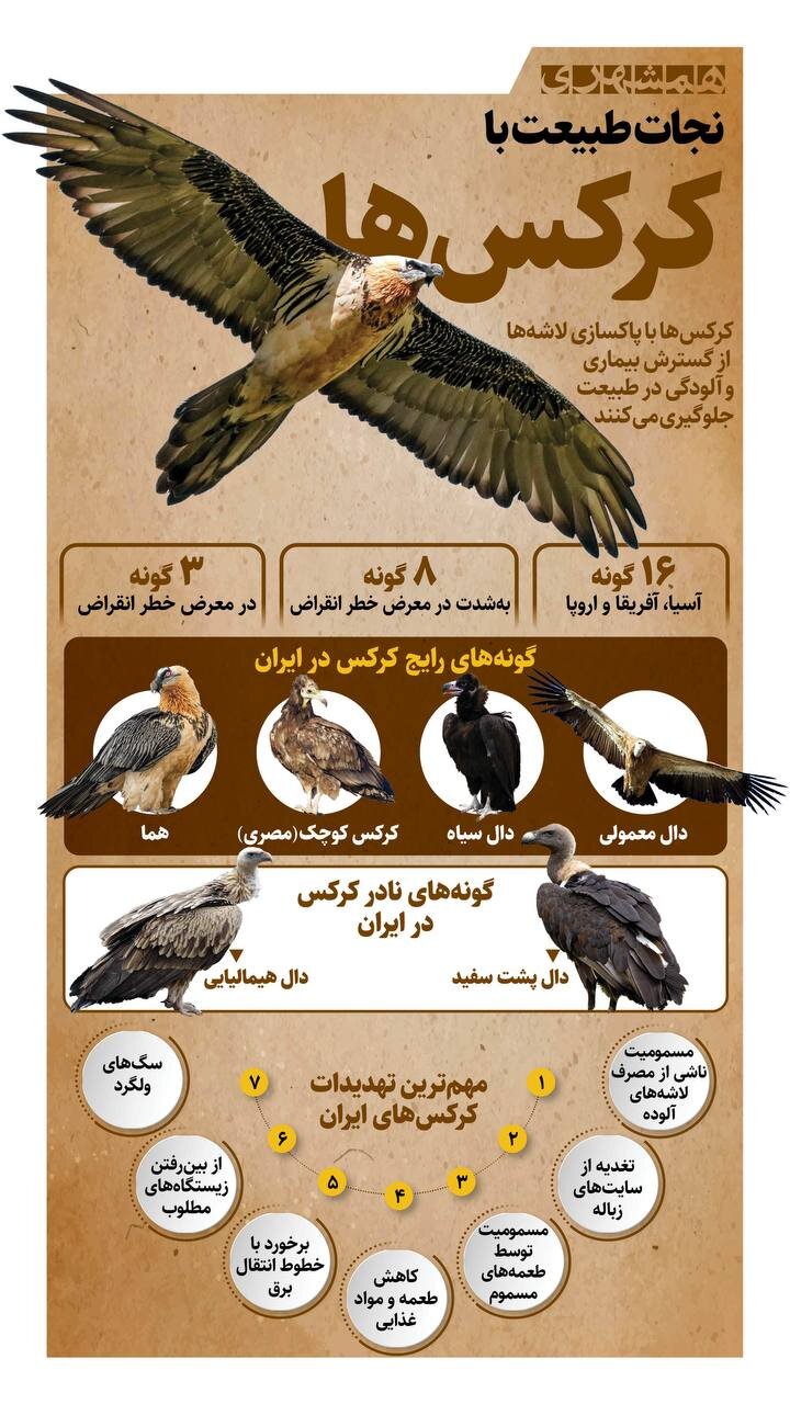 نجات طبیعت با کرکس ها؟! + اینفوگرافیک