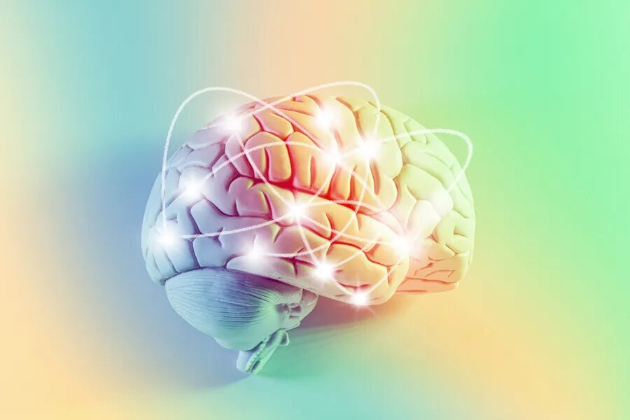 brain